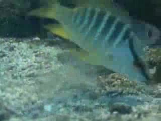 All living things require energy to carry out life functions such as growth and reproduction. For nearly all ecosystems—diverse collections of species that interact with each other and their physical environment—the major source of energy is the sun