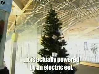 An Eel powered Xmas

the ultimate eco Christmas