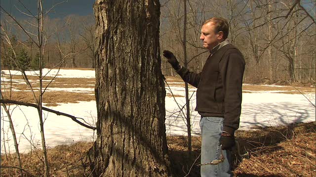 Learn how to tap a maple tree from seventh generation maple farmer Arnold Coombs What youll need and how easy it is to begin making your own delicious pure maple syrup the small family farm way