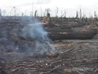 Reportage about rainforest fires due to ‘el  niήo’