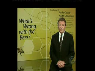 omething is killing off a massive amount of bees and no one is explaining why other than calling it Colony Collapse Disorder Will this acronym qualify for the bees to have a drug prescription With all jokes aside the elite are planning for 80 of us t